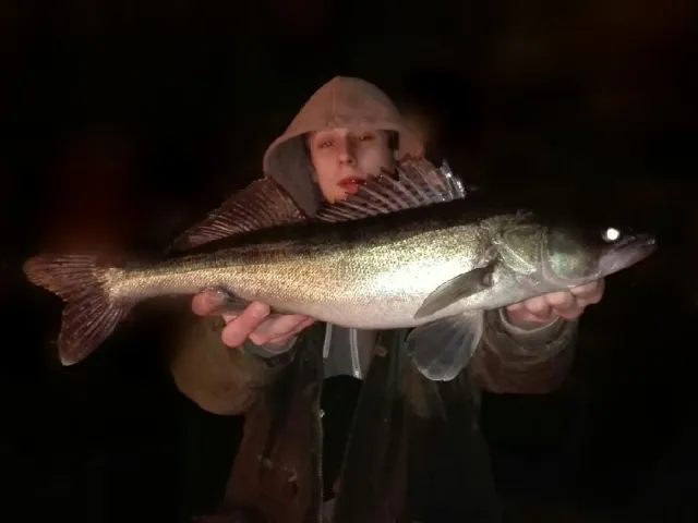 Zander