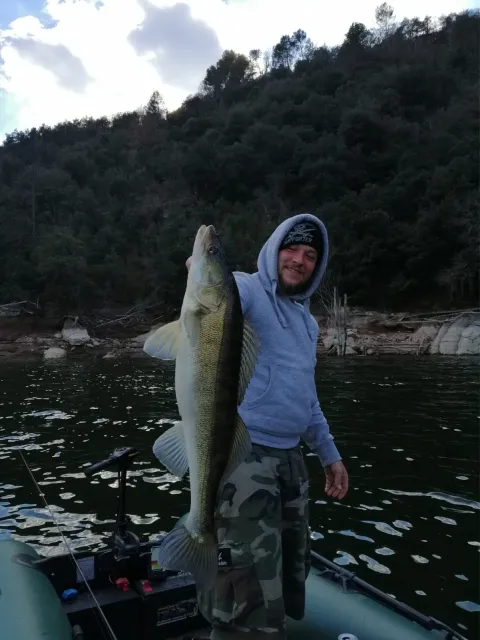 Zander