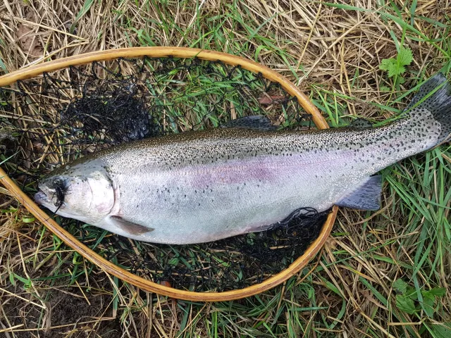 Regenbogenforelle