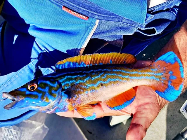 Lippfisch