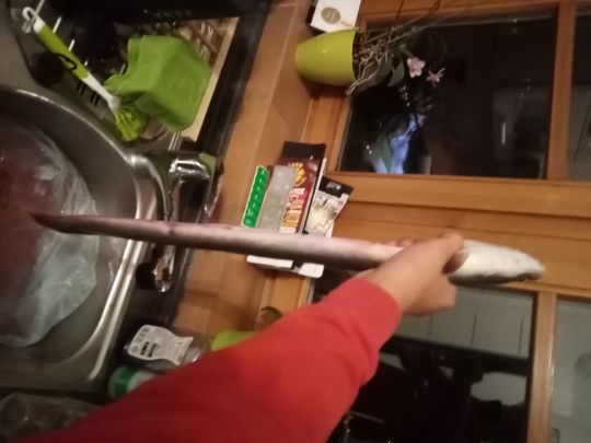 Aal