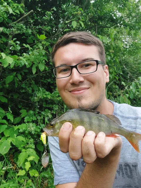 Flussbarsch
