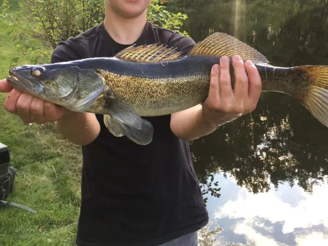 Zander