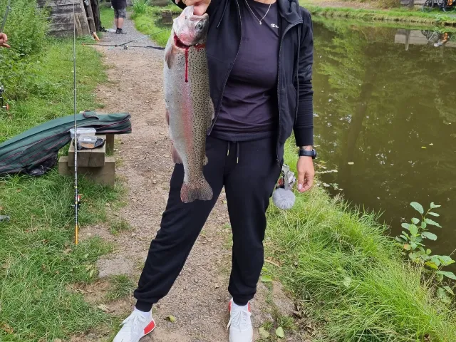Regenbogenforelle