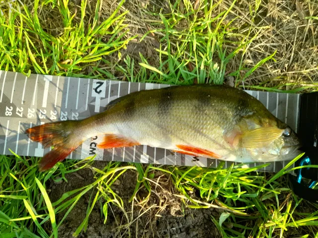 Flussbarsch