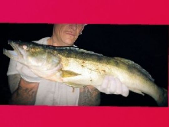 Zander