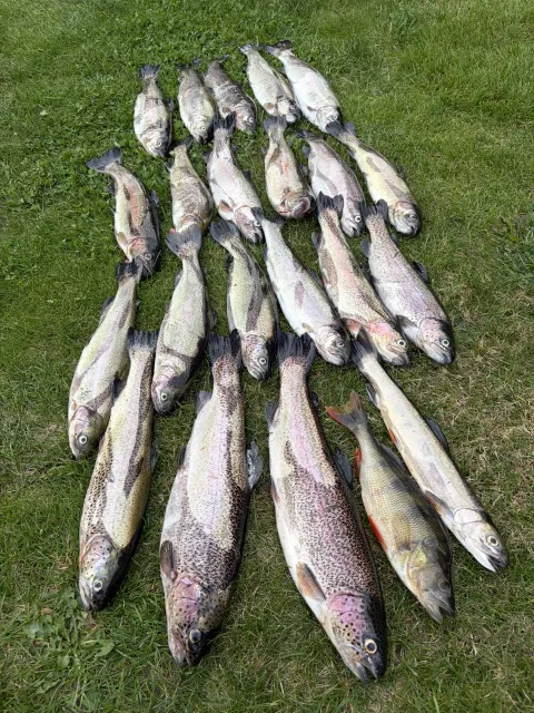 Regenbogenforelle