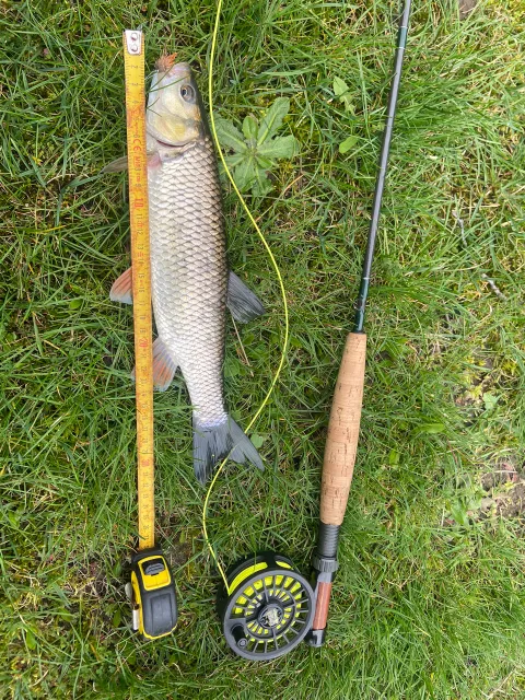 Döbel