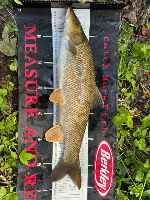 Barbe