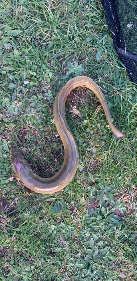 Aal