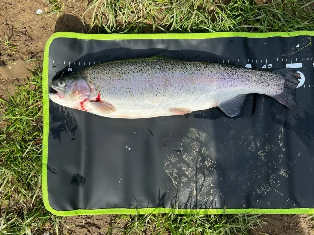 Regenbogenforelle