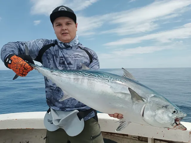 Bonito