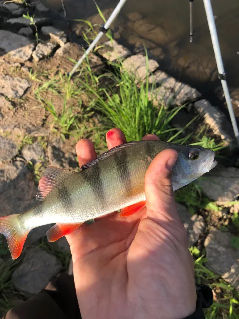 Flussbarsch