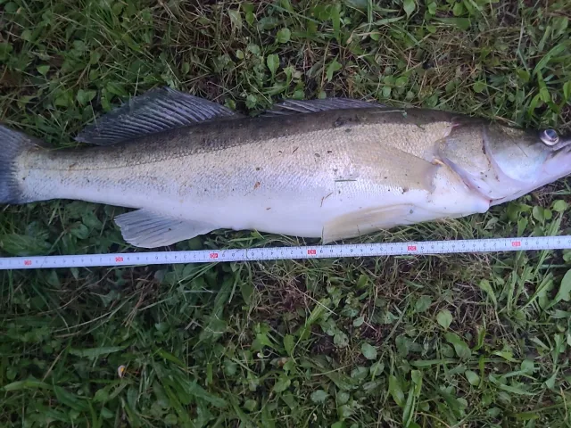 Zander