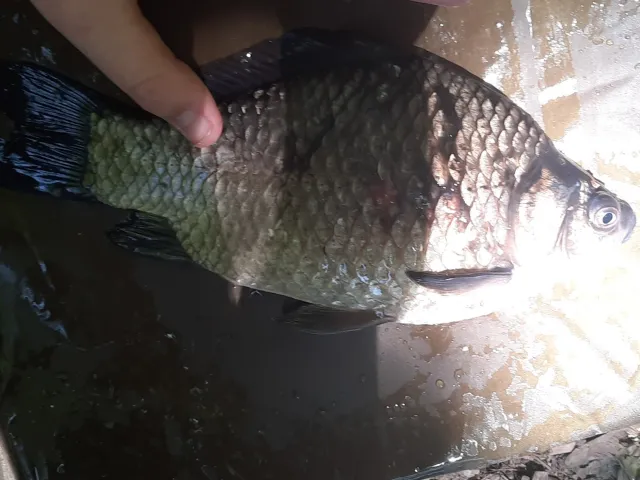 Karausche