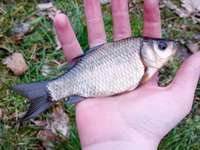Giebel