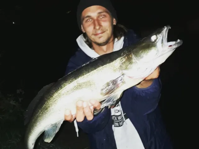 Zander