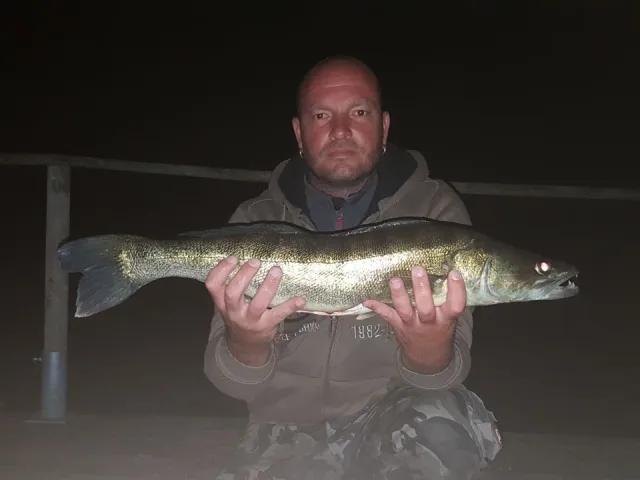 Zander