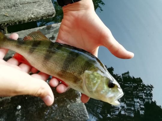 Flussbarsch
