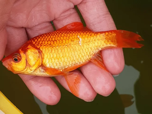 Goldfisch