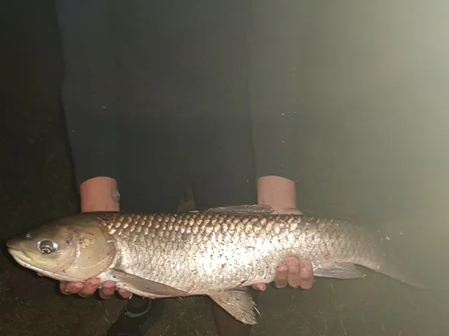 Graskarpfen