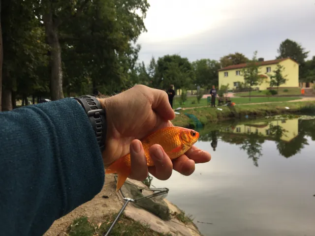 Goldfisch