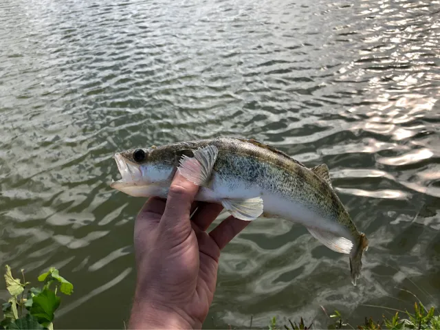 Zander