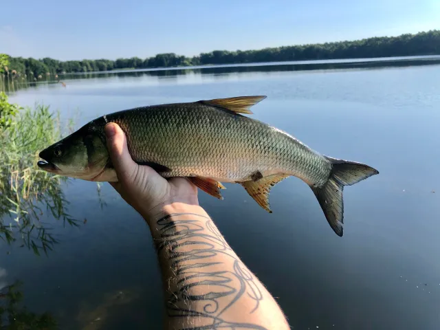 Döbel