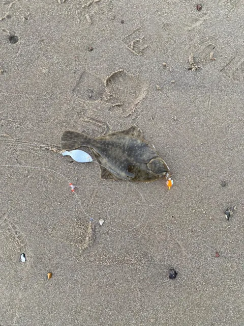 Flunder