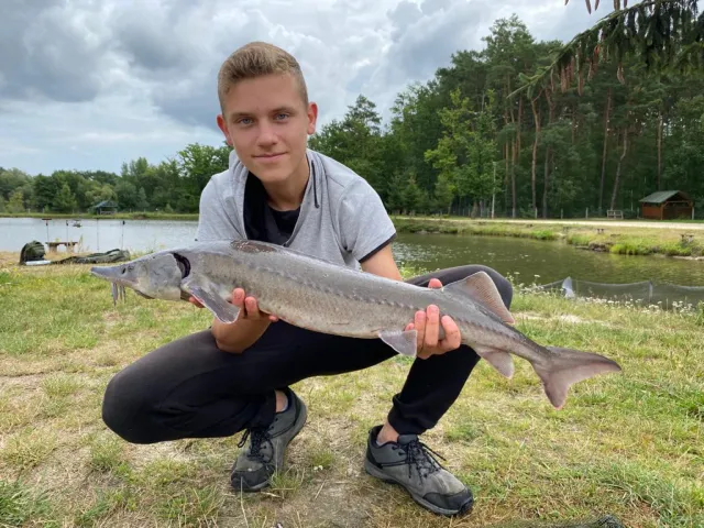 Stör