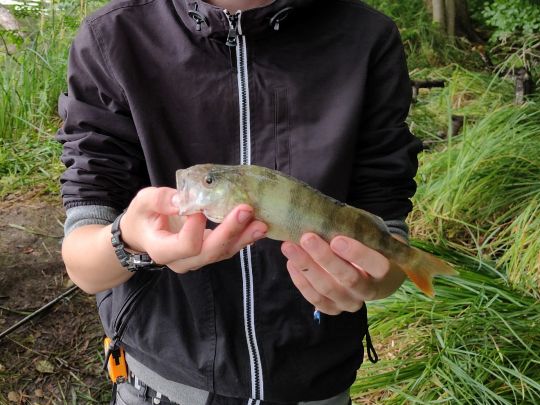 Flussbarsch