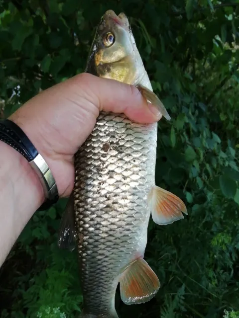 Döbel