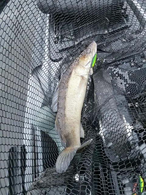 Zander