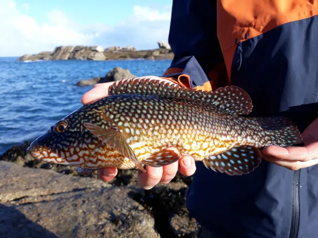 Lippfisch