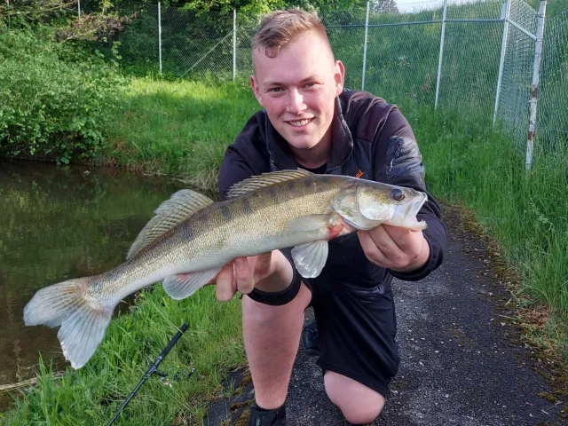 Zander