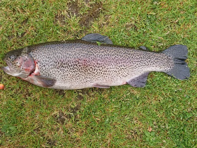 Regenbogenforelle