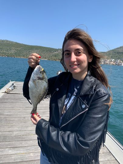 Dorade