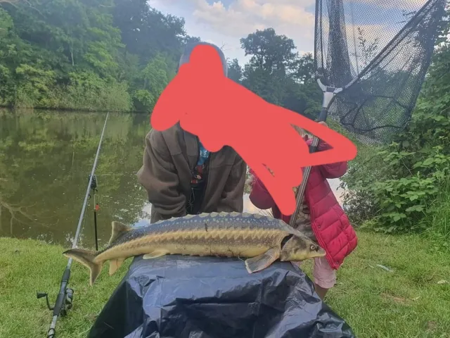 Stör
