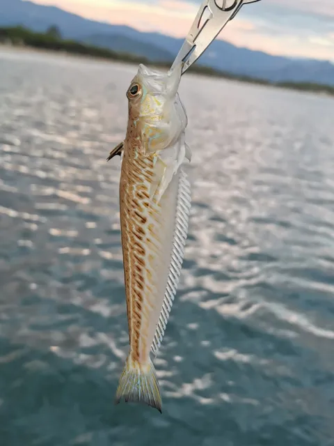 Petermännchen