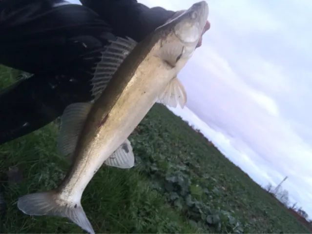 Zander