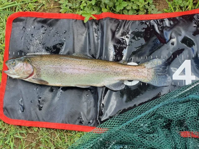 Regenbogenforelle