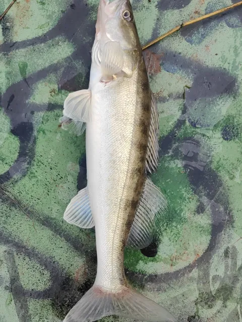 Zander