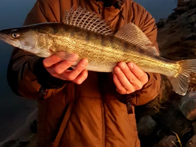 Zander