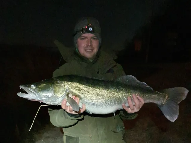 Zander
