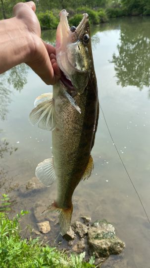 Zander