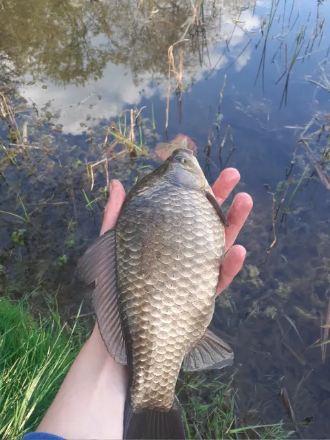 Karausche