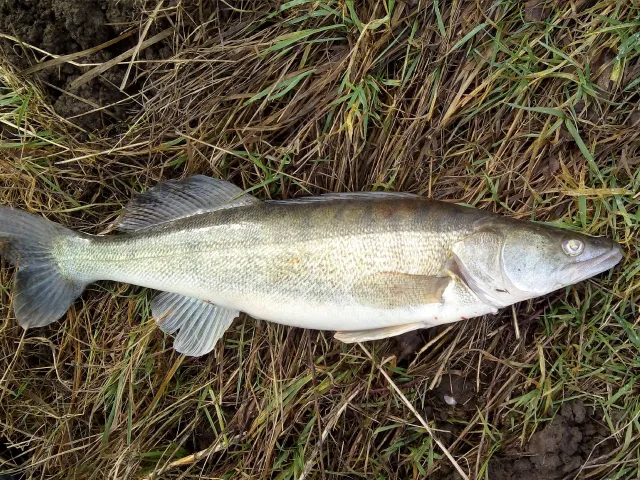 Zander