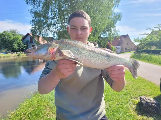 Zander