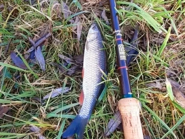 Döbel