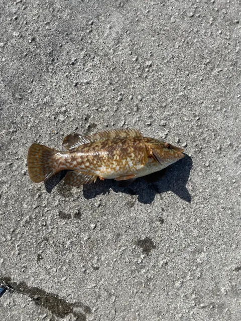 Lippfisch